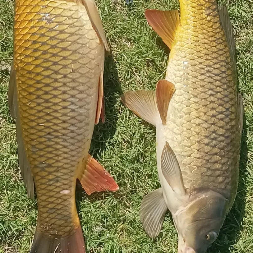 The most recent Common carp catches on Fishbrain