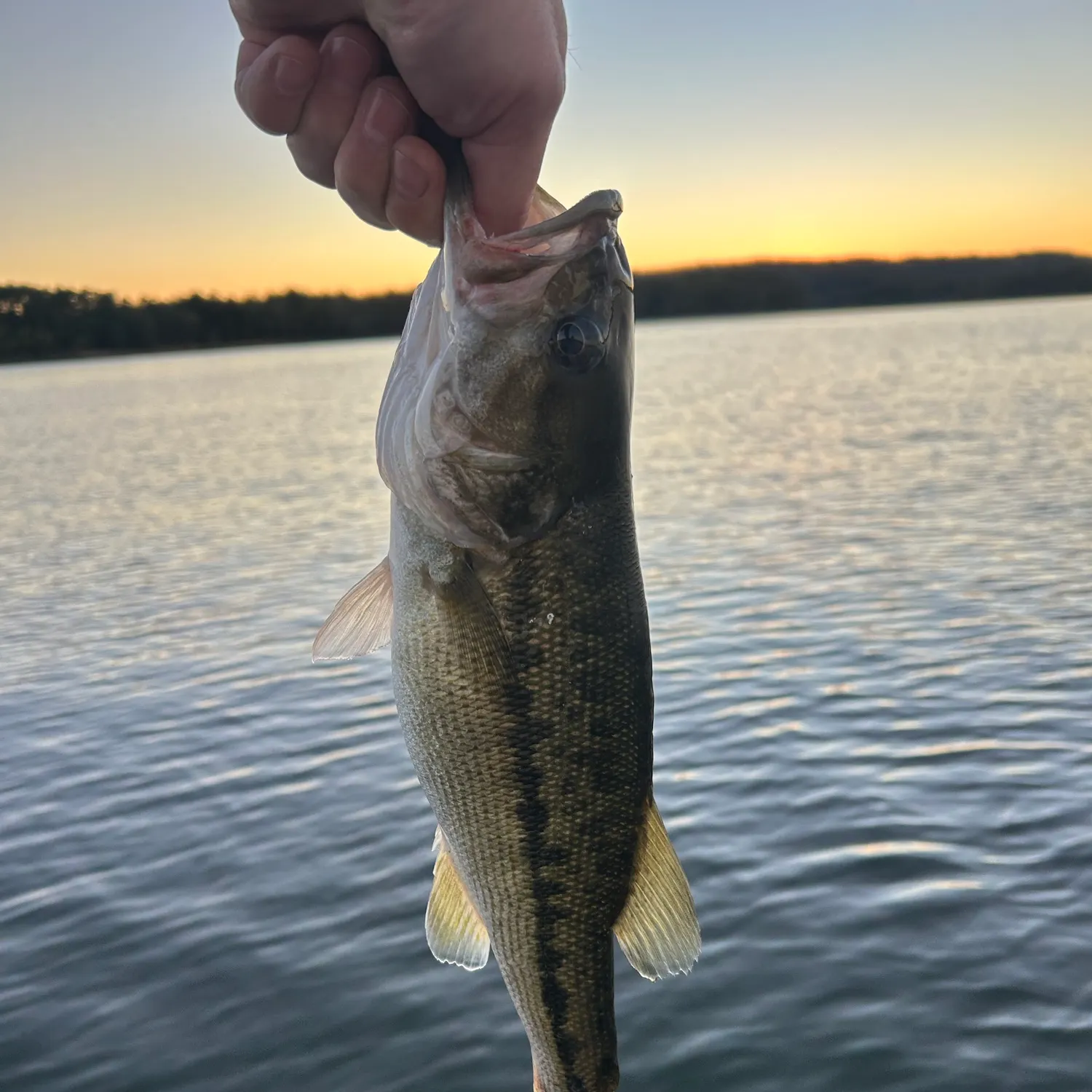 Fish caught on Fishbrain