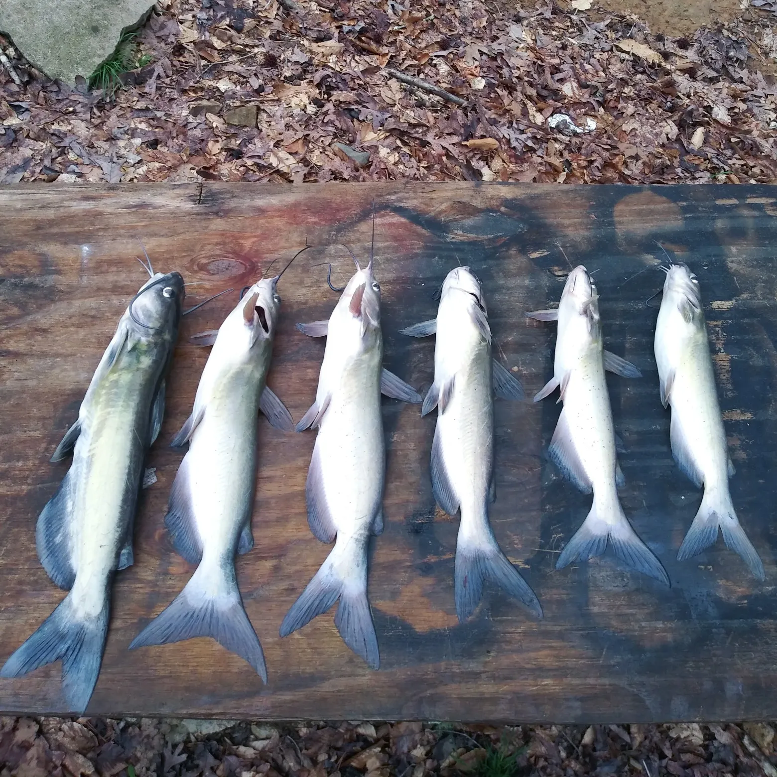 recently logged catches