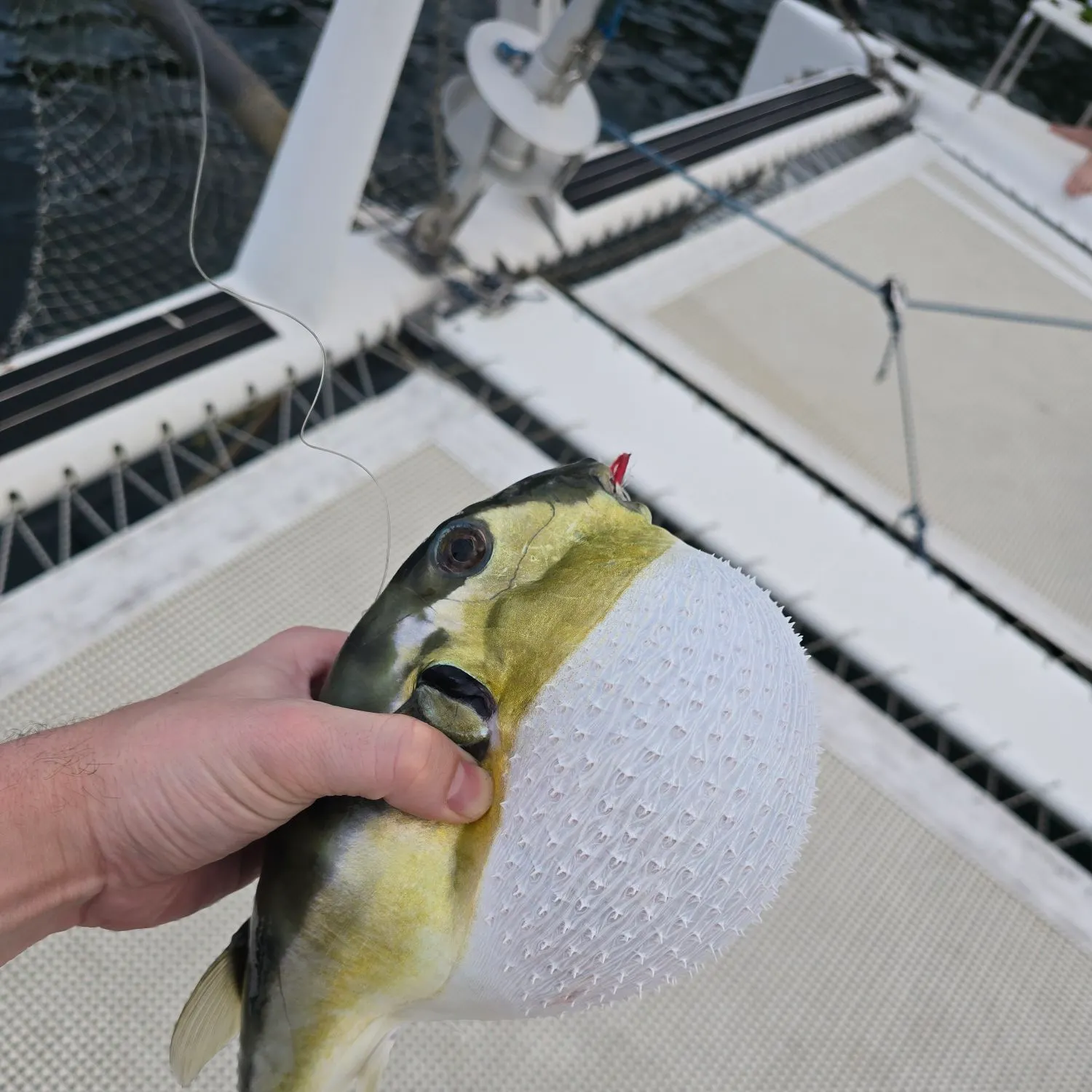 The most recent Half-smooth golden pufferfish catches on Fishbrain