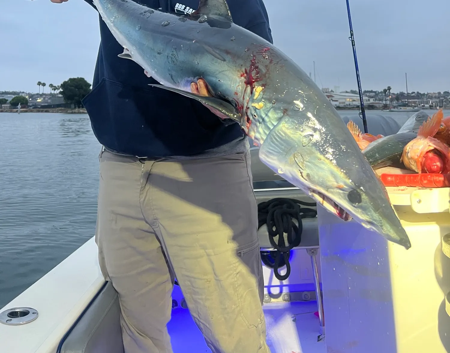 Shortfin mako shark