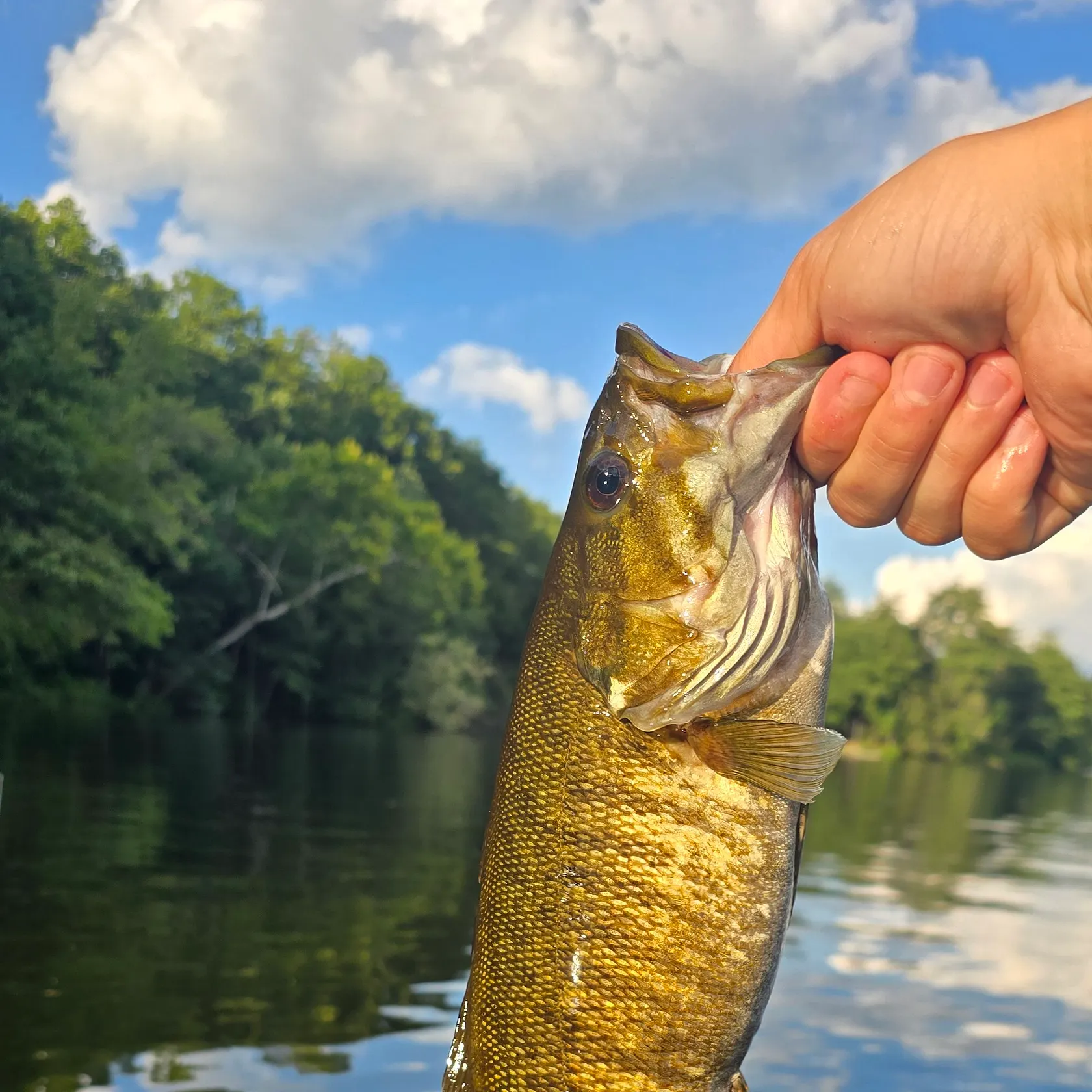 Smallmouth bass caught on Fishbrain