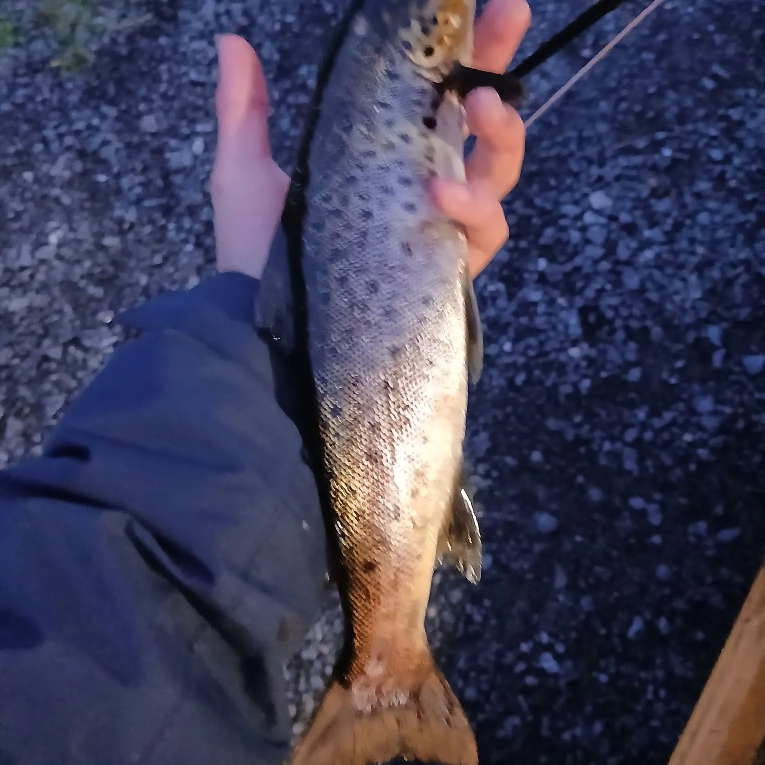 Brown trout caught on Fishbrain