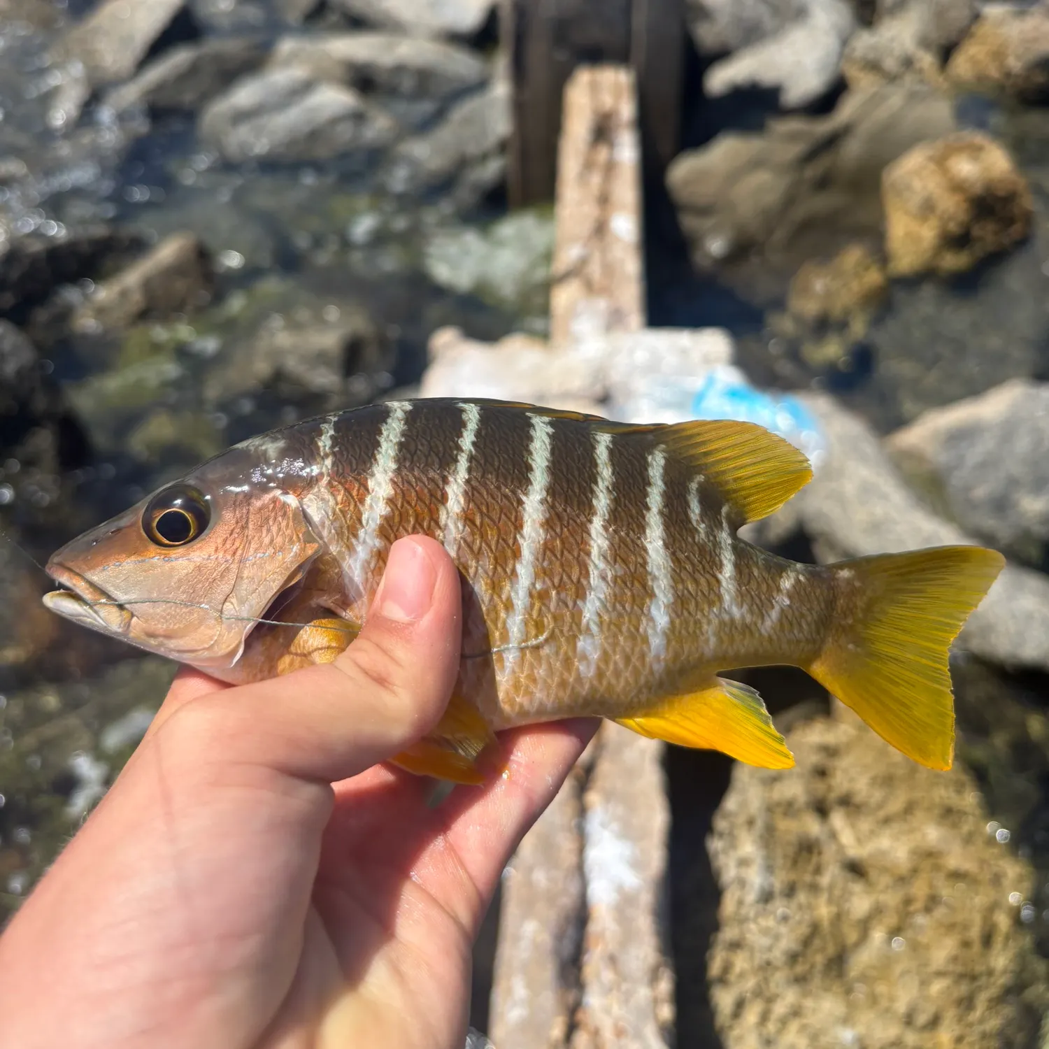 Schoolmaster snapper caught on Fishbrain