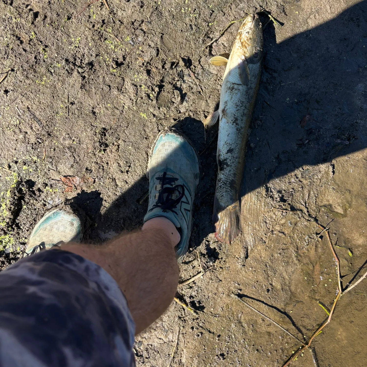 The most recent Eyetail bowfin catches on Fishbrain