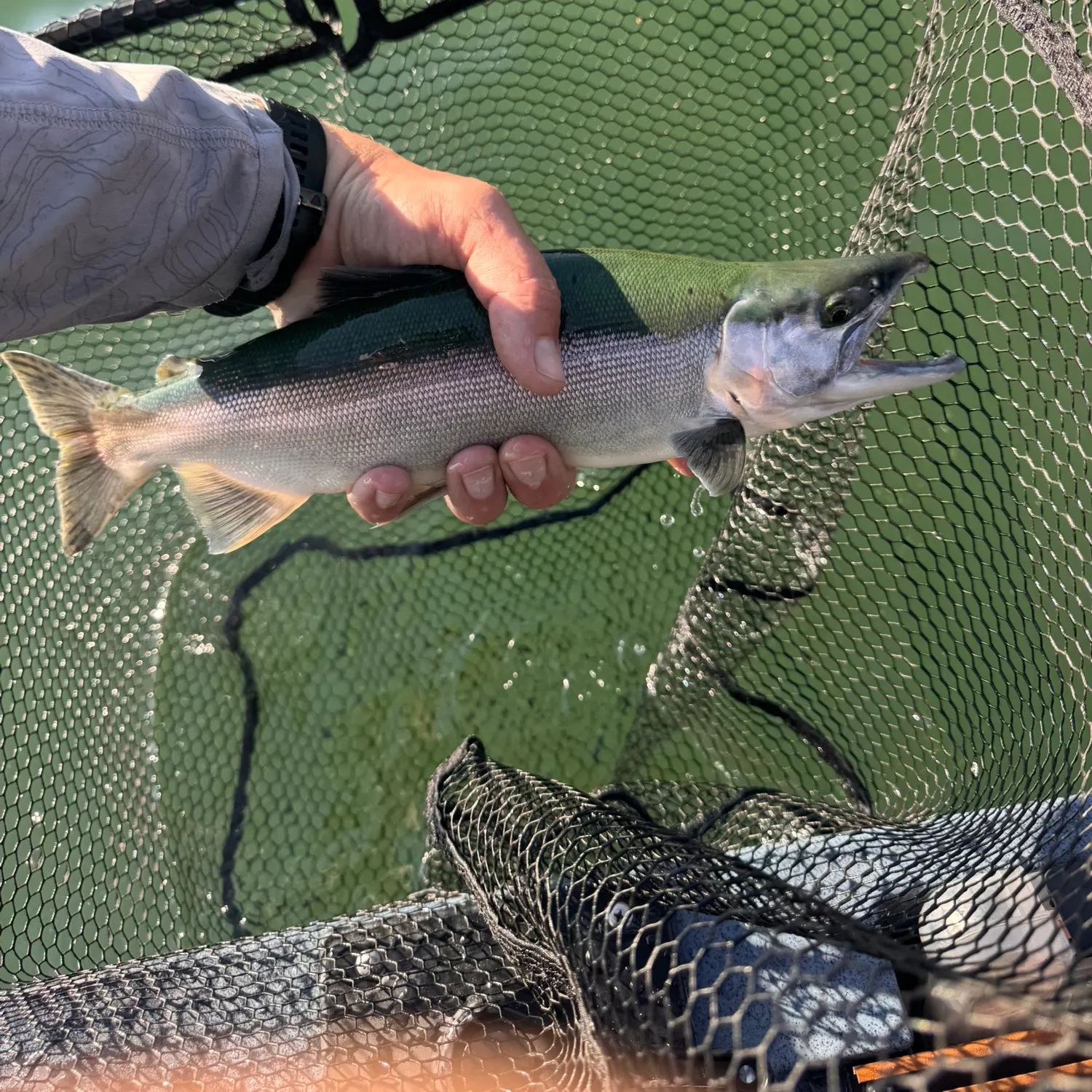 catch
