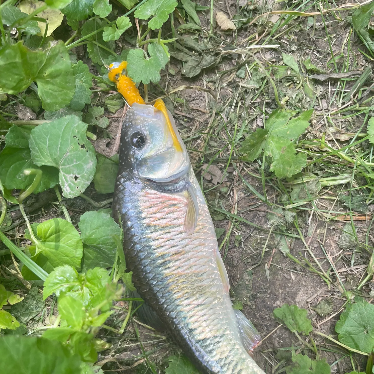 The most recent Striped shiner catches on Fishbrain
