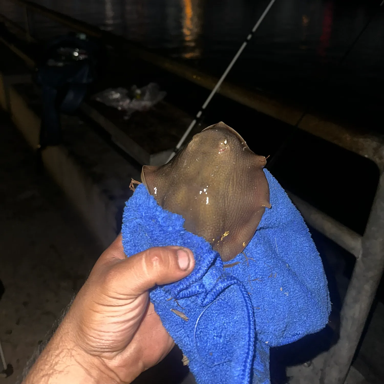 Haller's round ray caught on Fishbrain