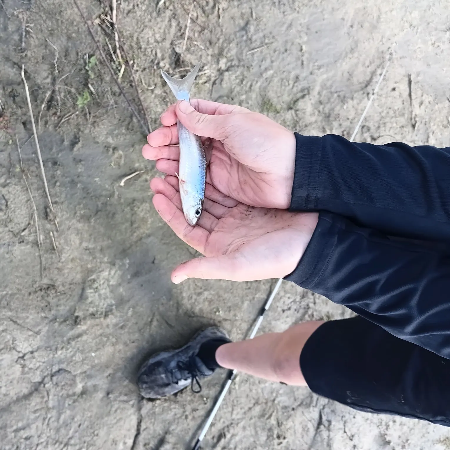 The most recent Silver chub catches on Fishbrain