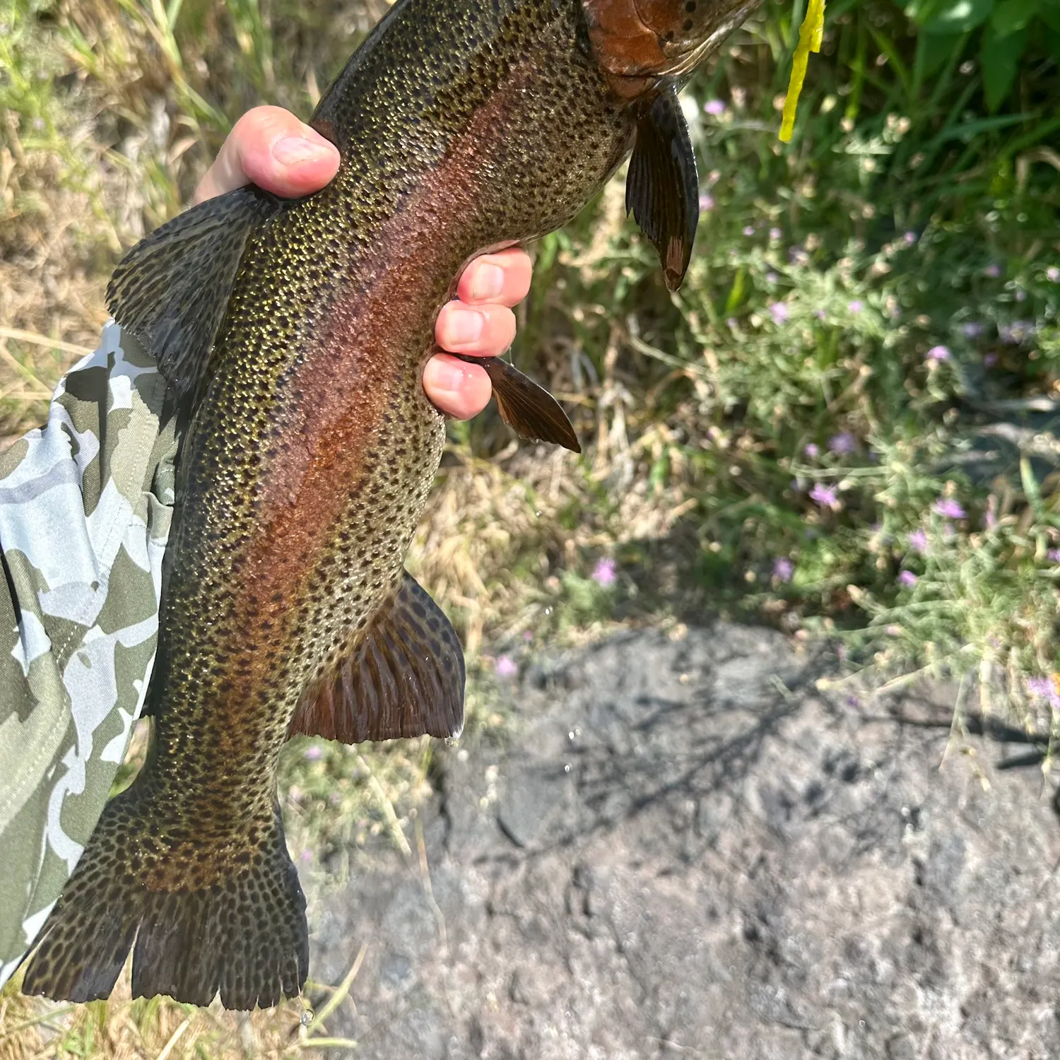 Rainbow trout caught on Fishbrain