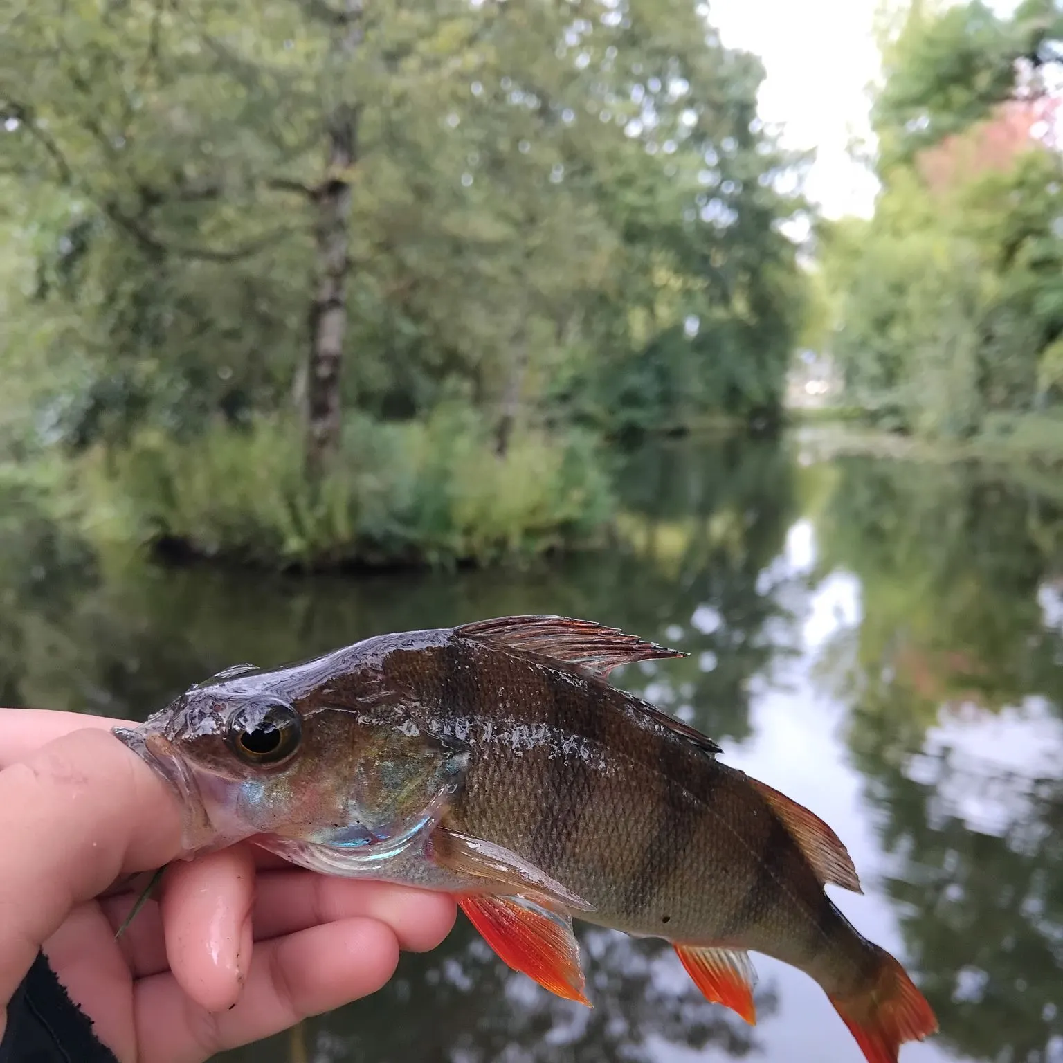 European perch caught on Fishbrain