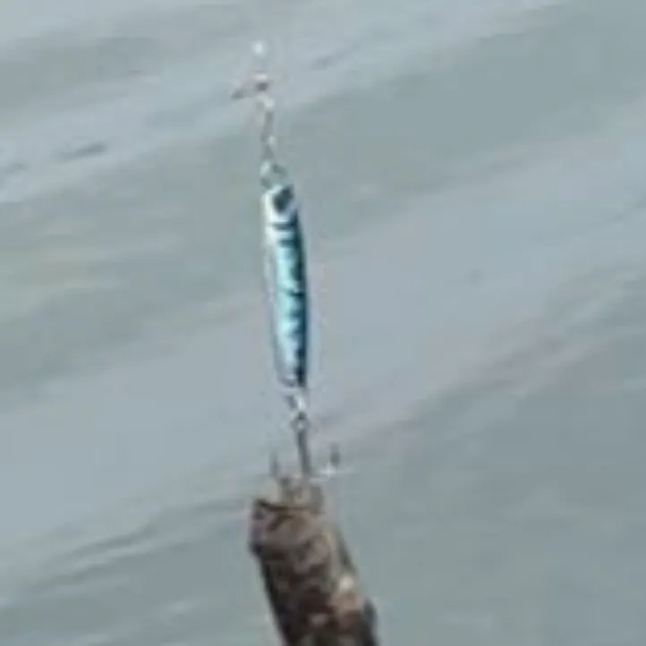 The most recent Common goby catches on Fishbrain