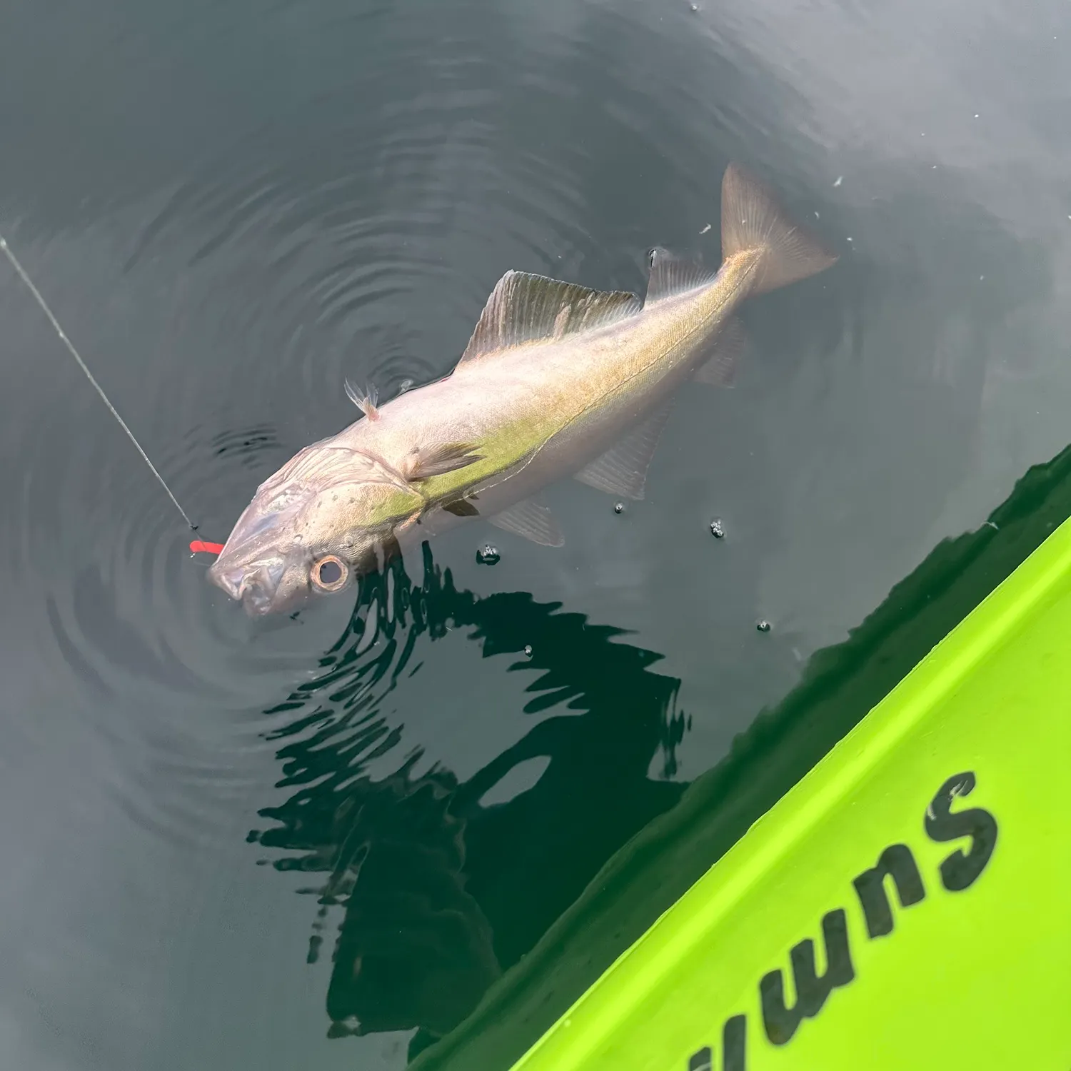 The most recent Pollack catches on Fishbrain
