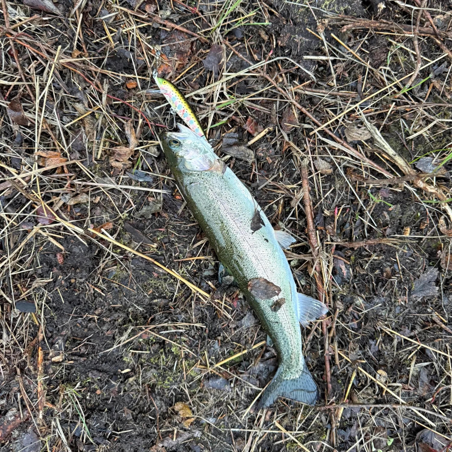 Rainbow trout caught on Fishbrain