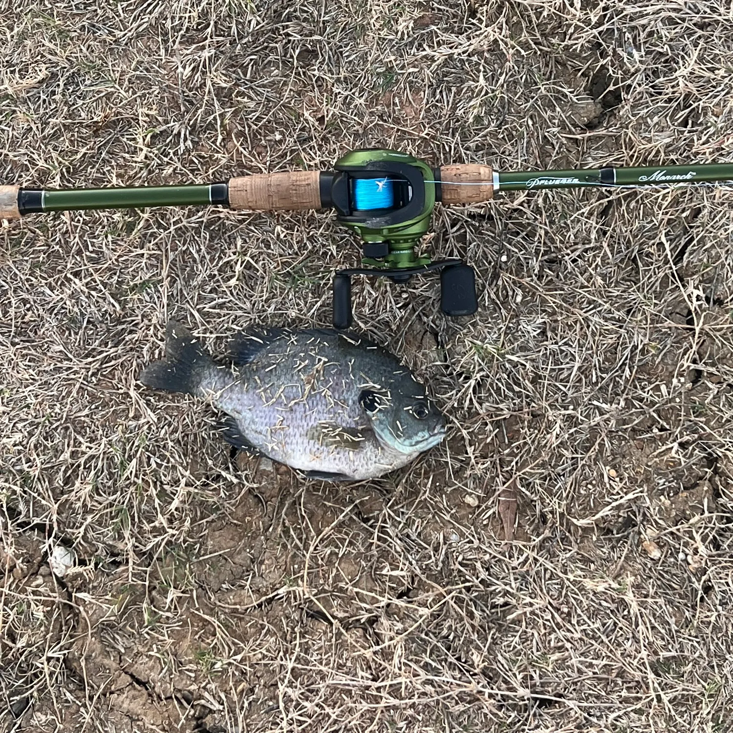 The most recent Bluegill catches on Fishbrain