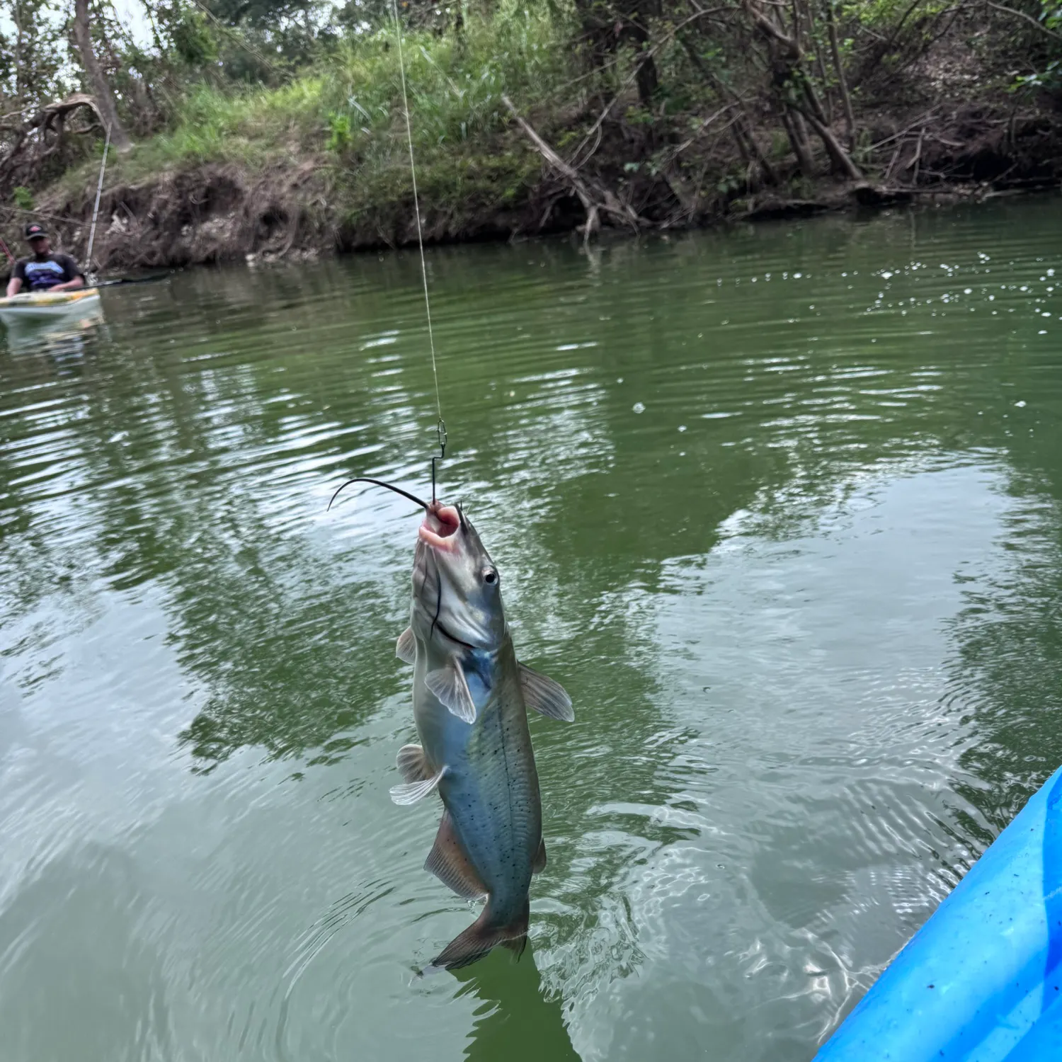 Channel catfish caught on Fishbrain