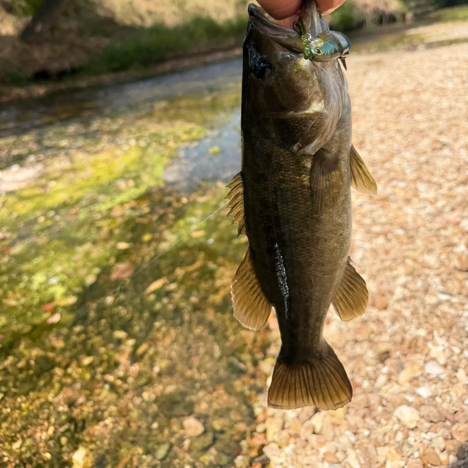 Smallmouth bass caught on Fishbrain
