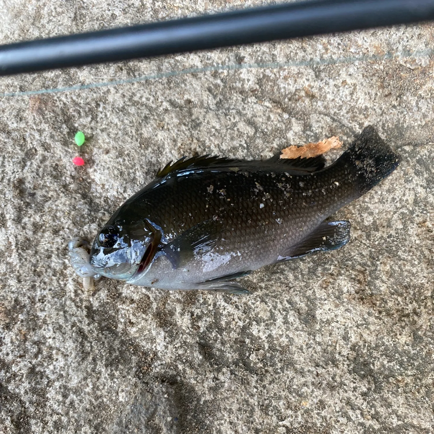 Opaleye caught on Fishbrain