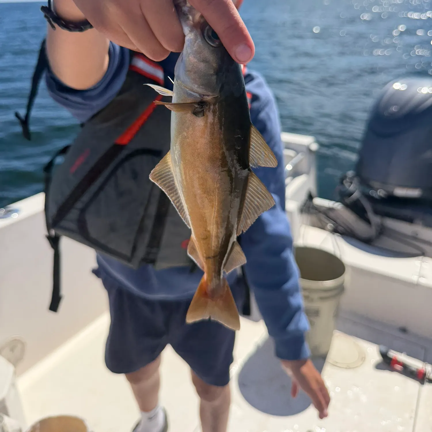 Atlantic pollock caught on Fishbrain
