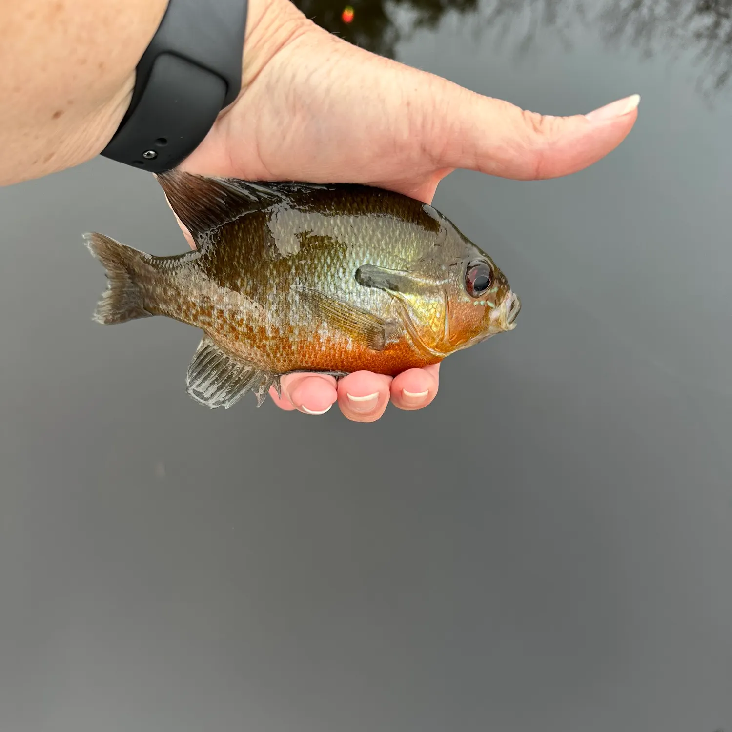 The most recent Redbreast sunfish catches on Fishbrain