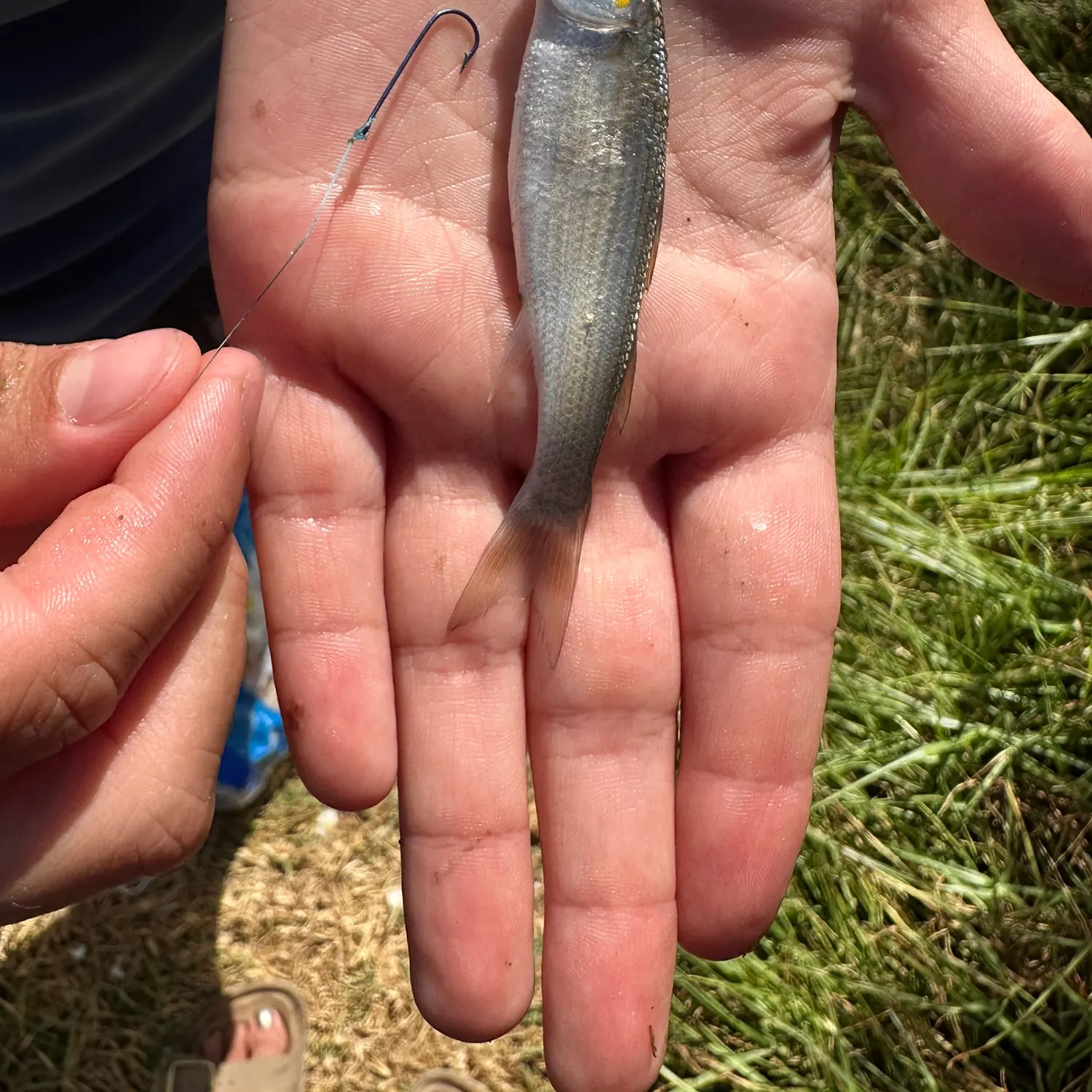 Striped mullet caught on Fishbrain