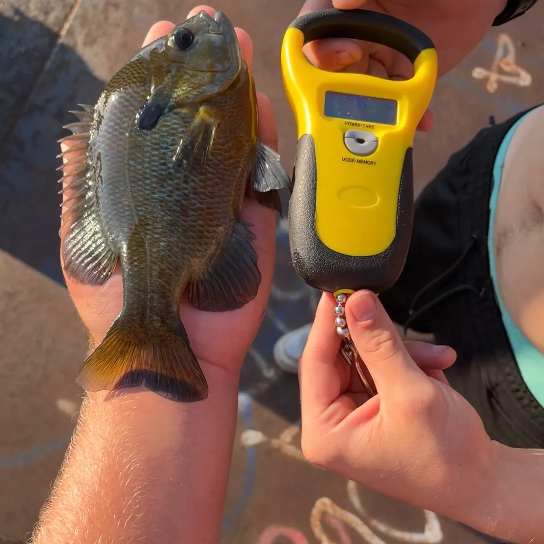 Redbreast sunfish caught on Fishbrain