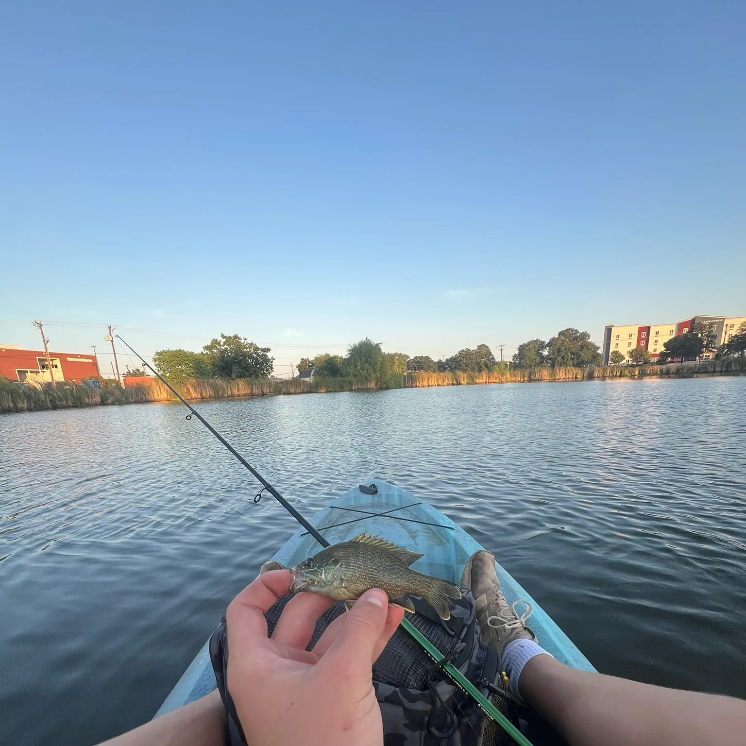 Green sunfish caught on Fishbrain