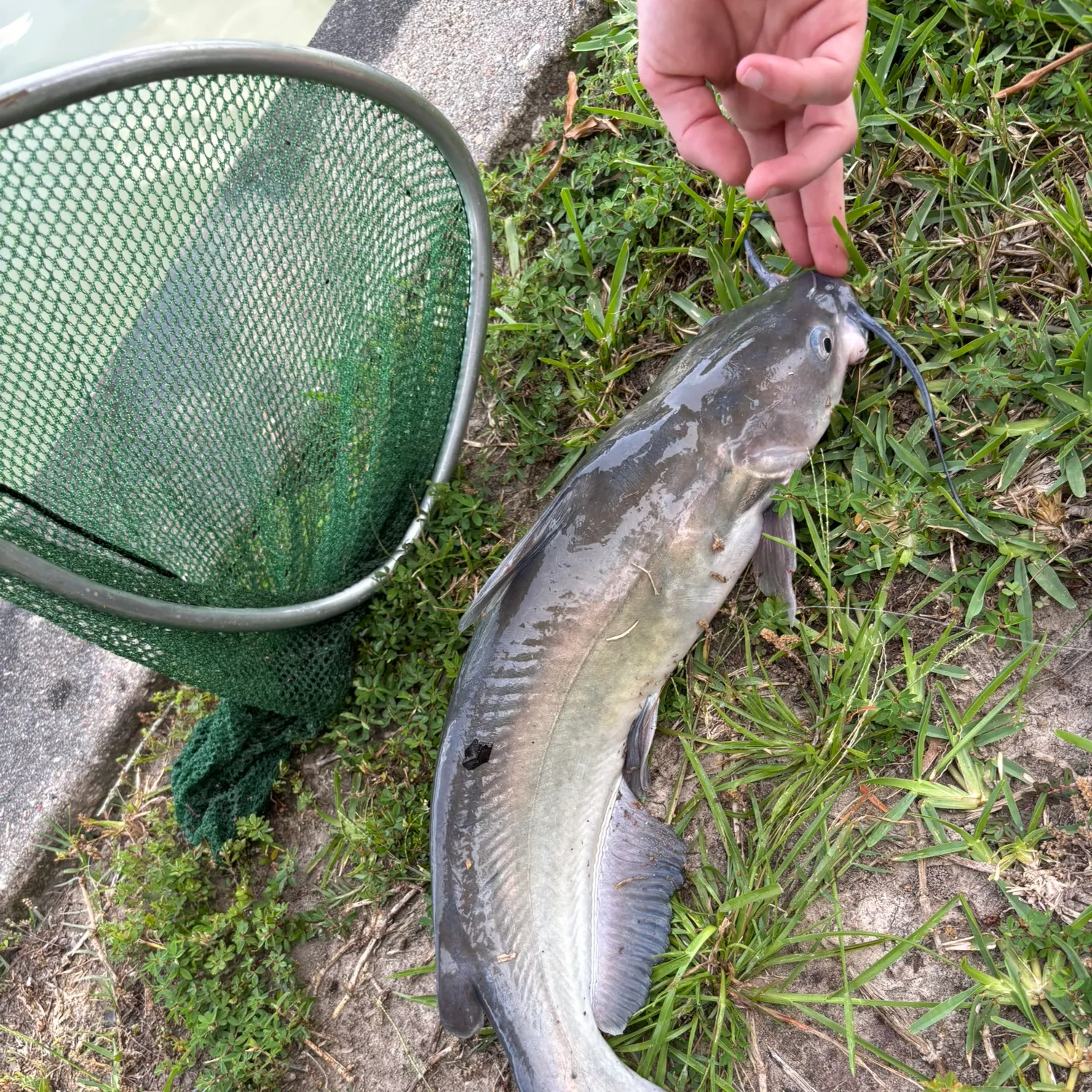 catch