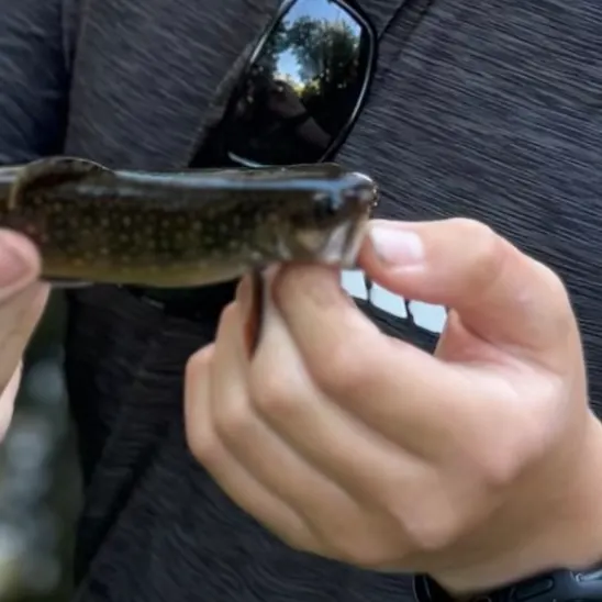 Brook trout caught on Fishbrain