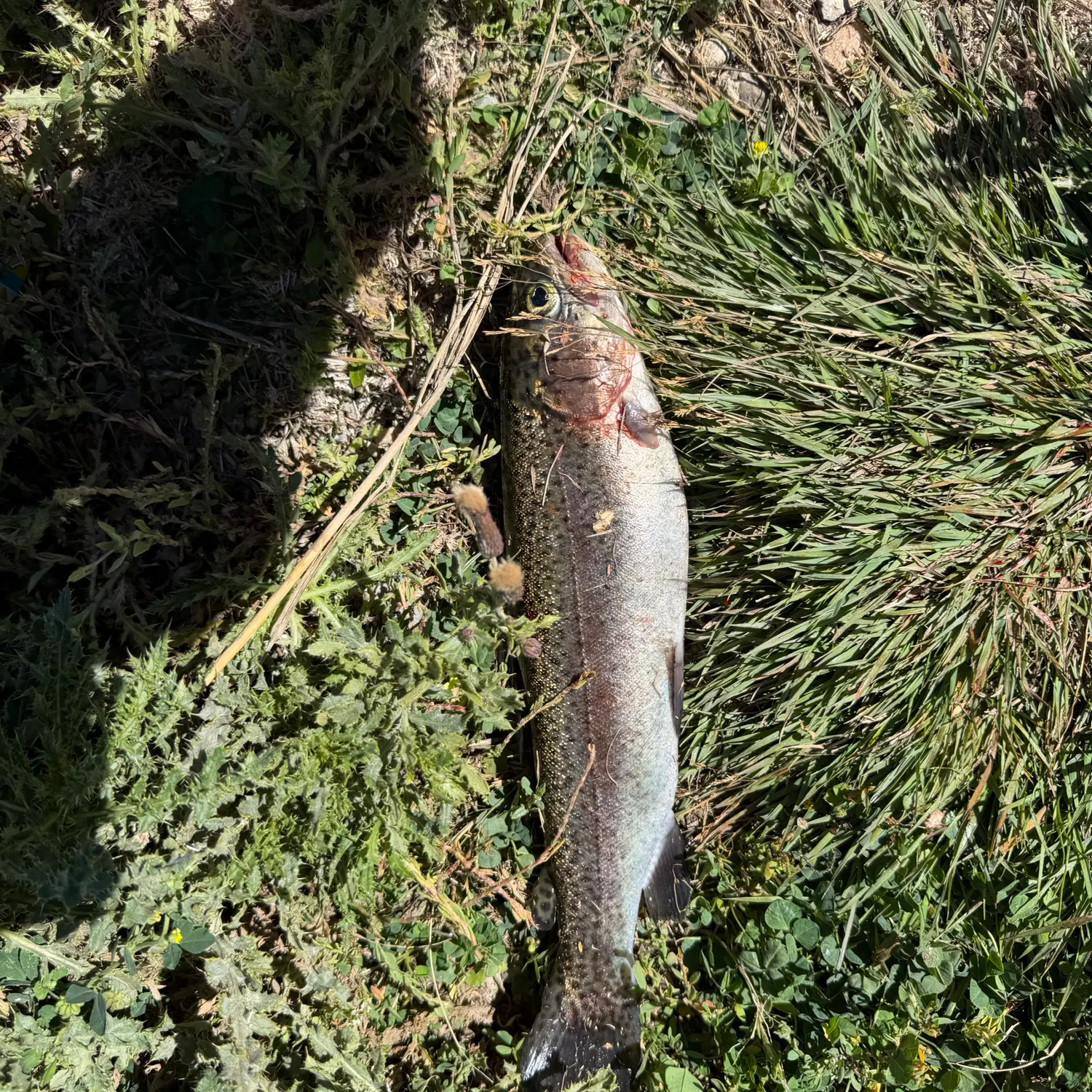 Rainbow trout caught on Fishbrain