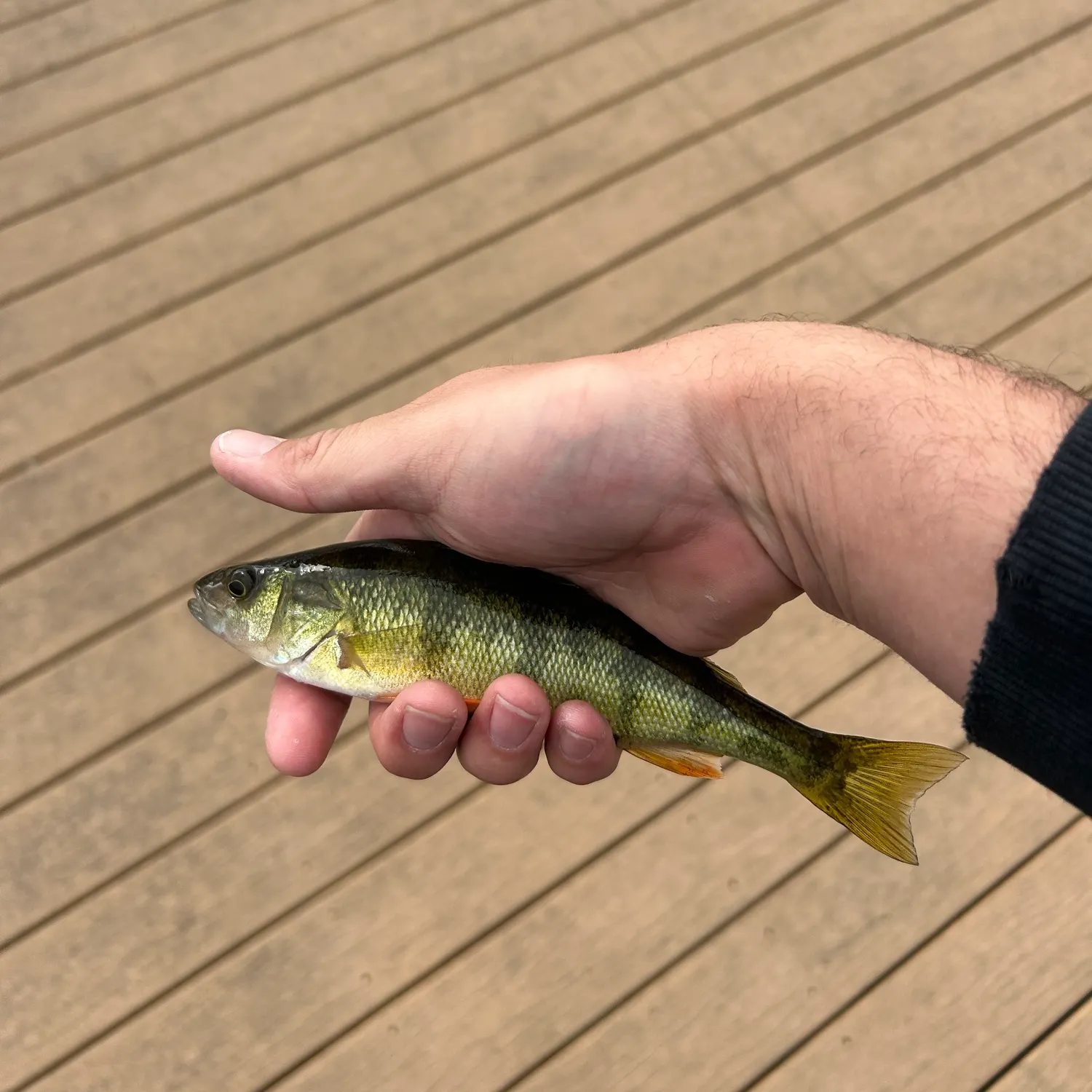 Yellow perch caught on Fishbrain