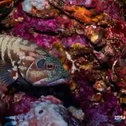The most recent Pacific graysby grouper catches on Fishbrain