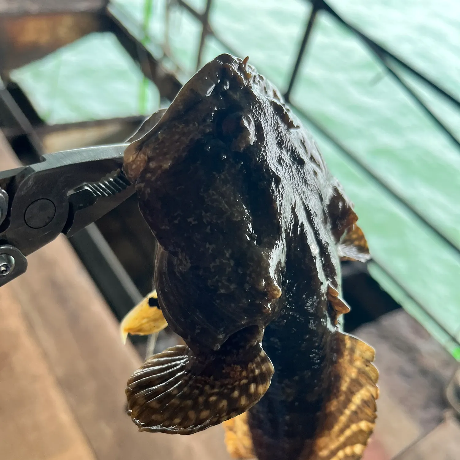 The most recent Gulf toadfish catches on Fishbrain