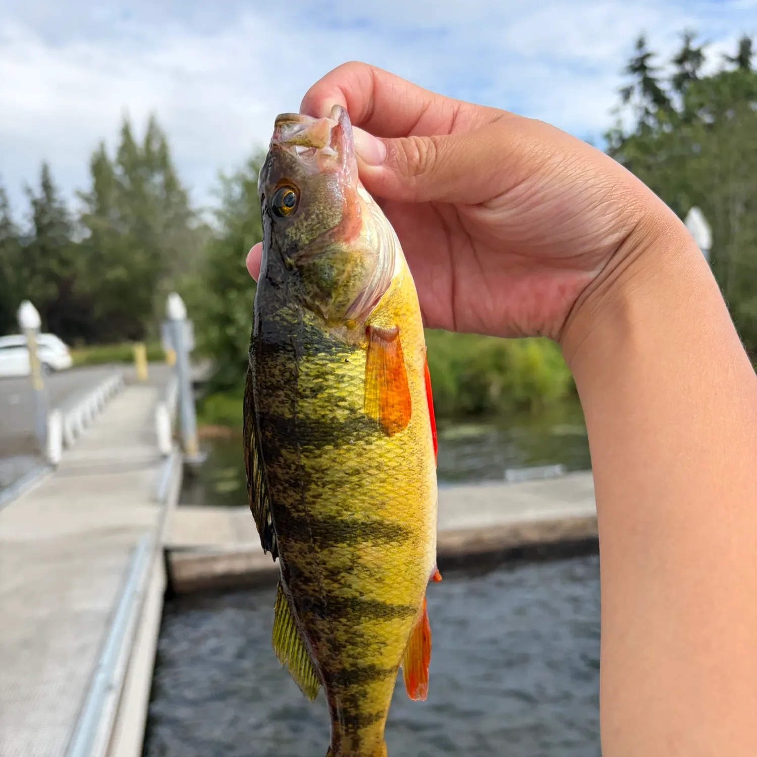 catch