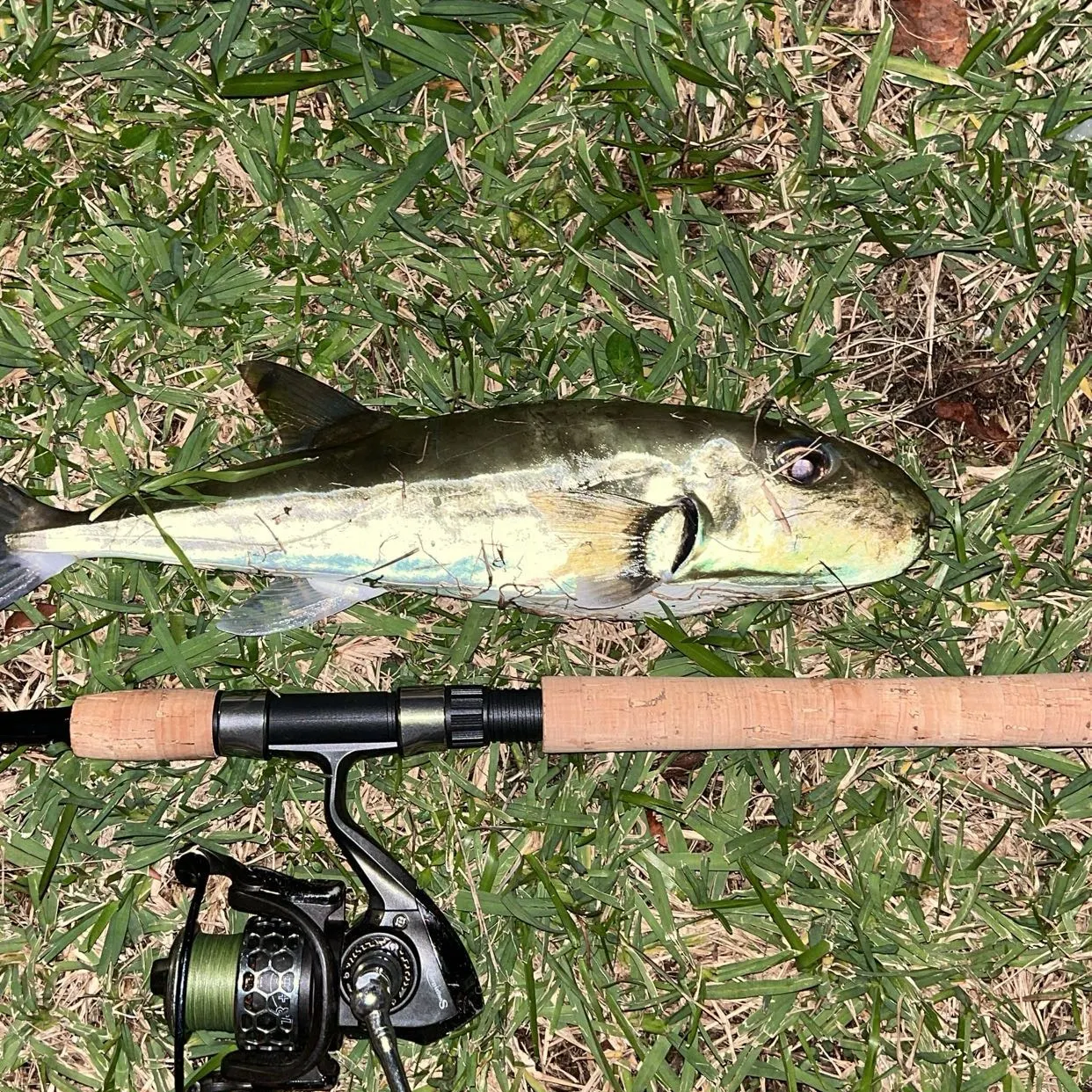 The most recent Smooth puffer catches on Fishbrain