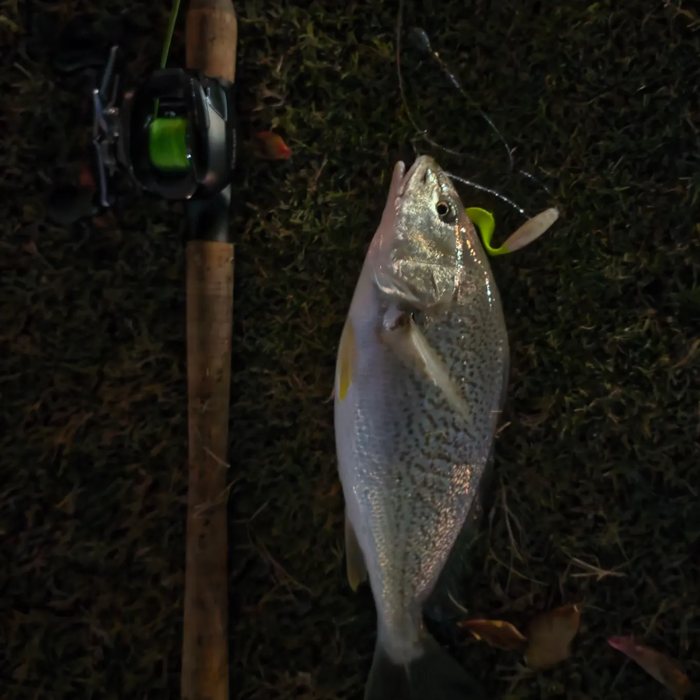 The most recent Atlantic croaker catches on Fishbrain