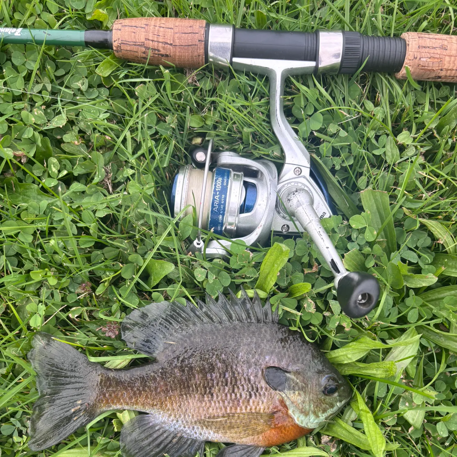 Bluegill caught on Fishbrain