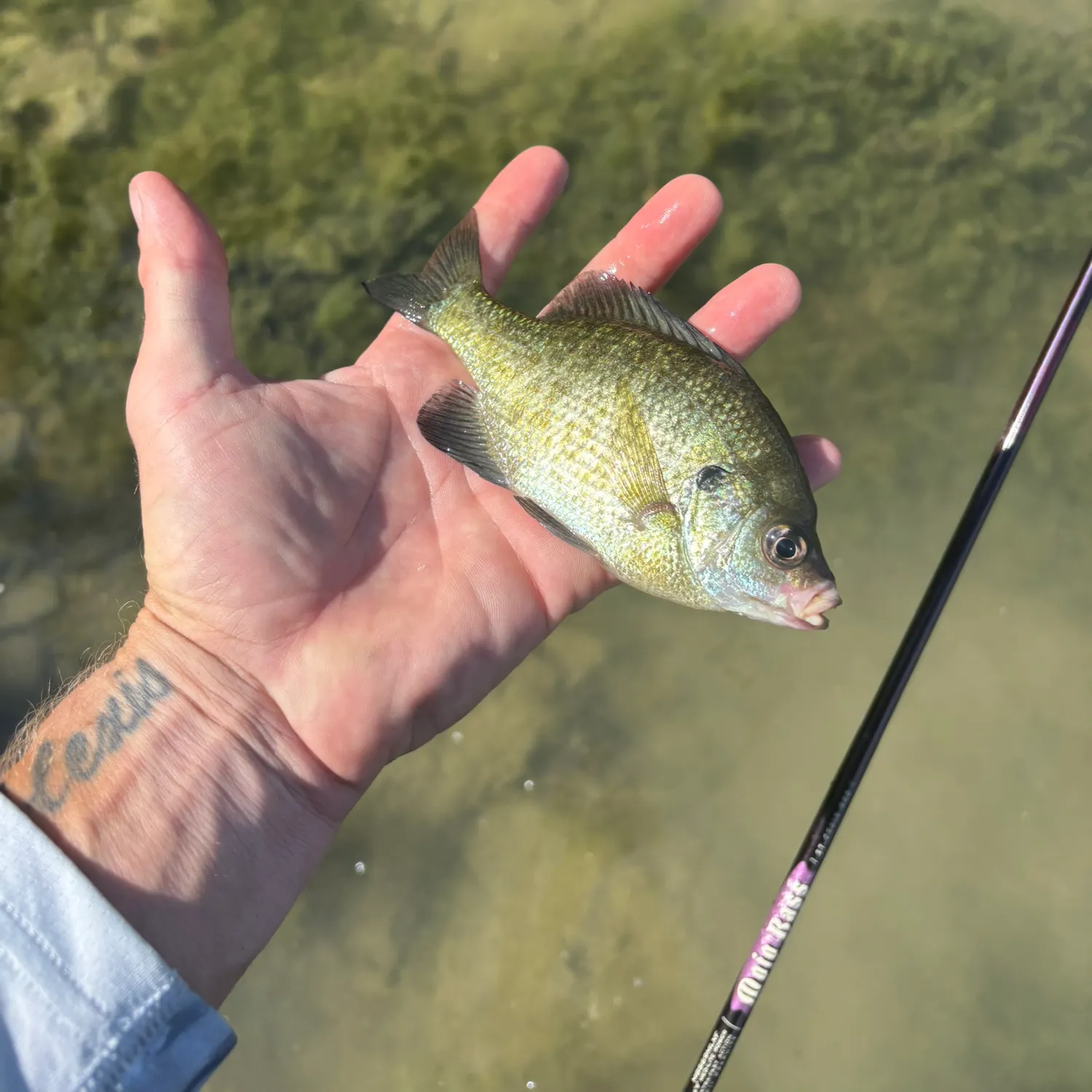 Bluegill caught on Fishbrain