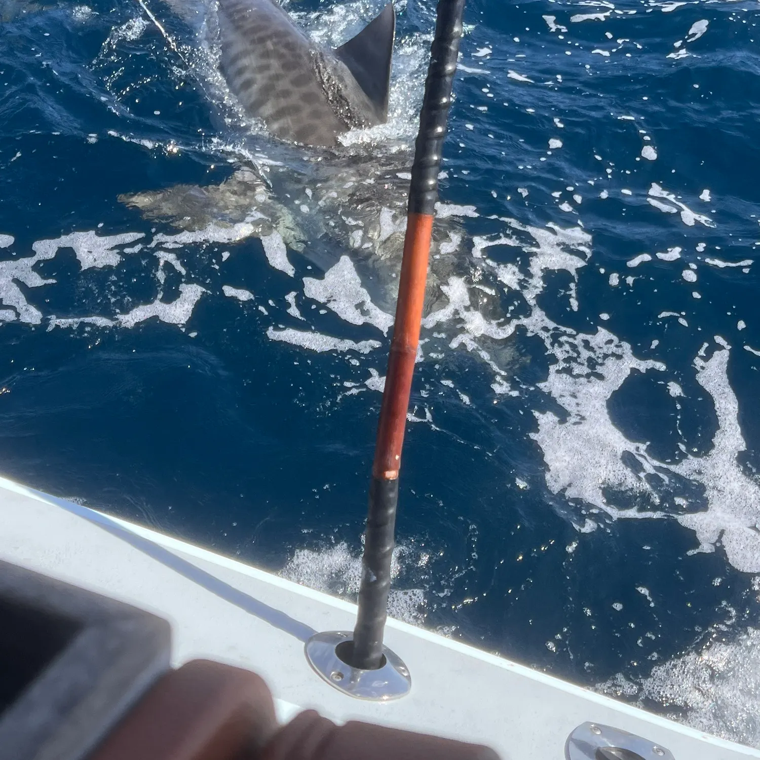 The most recent Tiger shark catches on Fishbrain