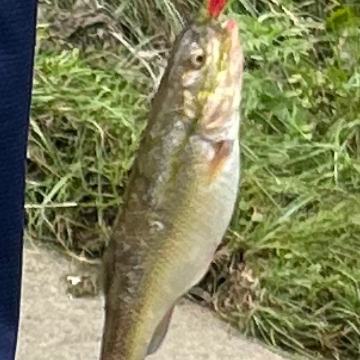 The most recent Creek chub catches on Fishbrain