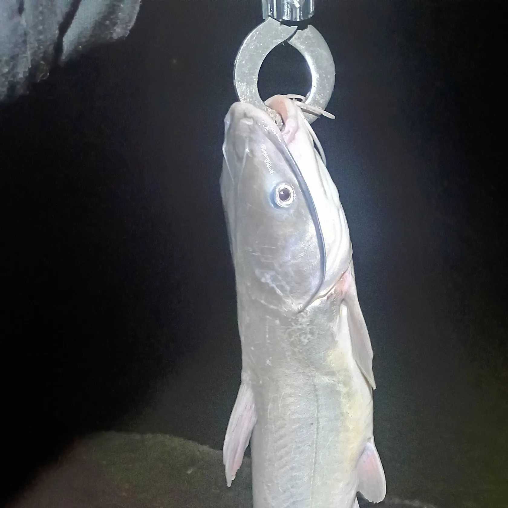 Channel catfish caught on Fishbrain