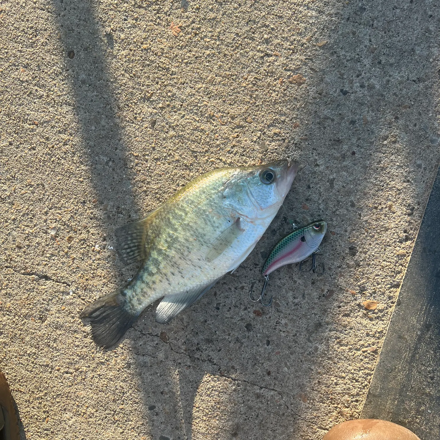 White crappie caught on Fishbrain