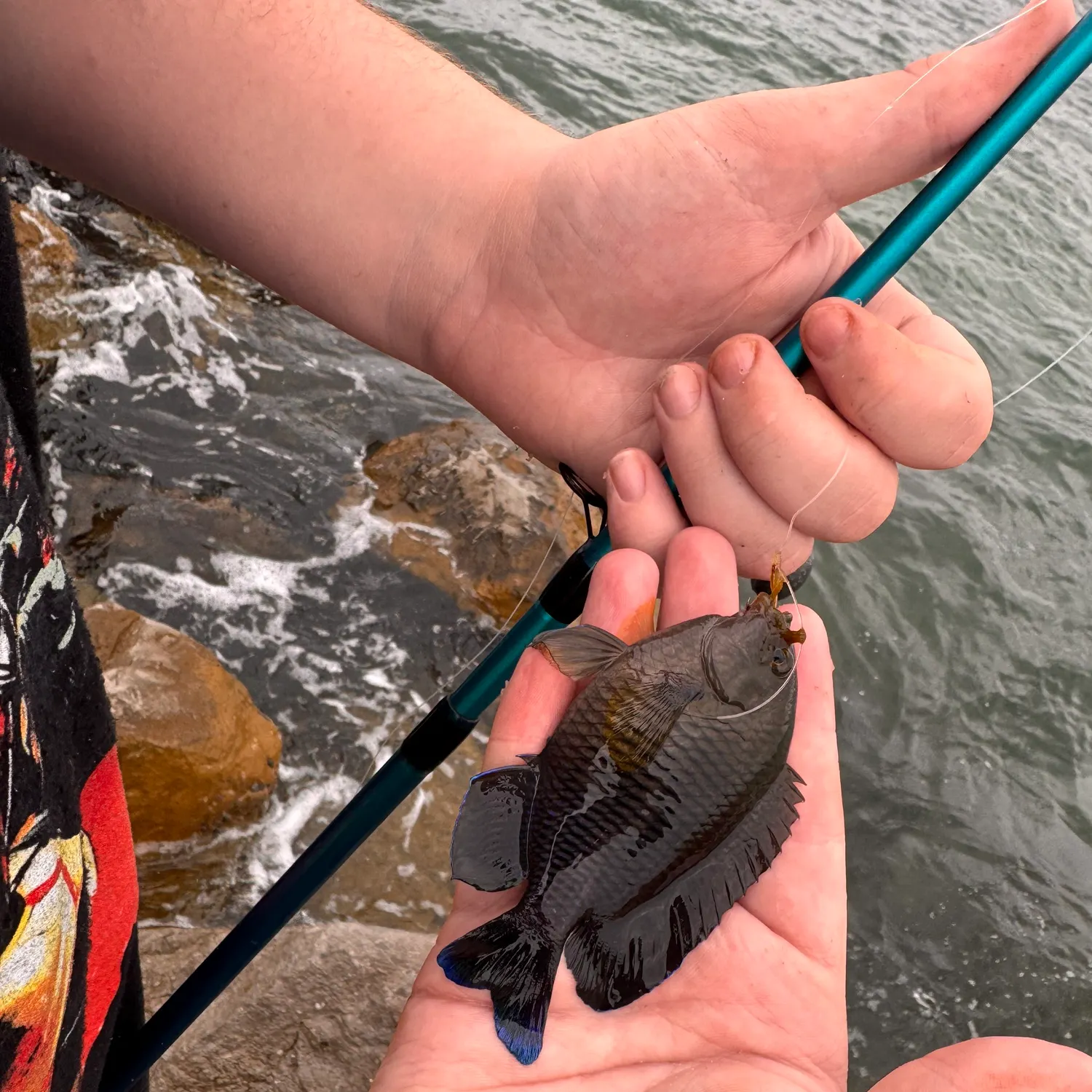 The most recent Longfin damselfish catches on Fishbrain