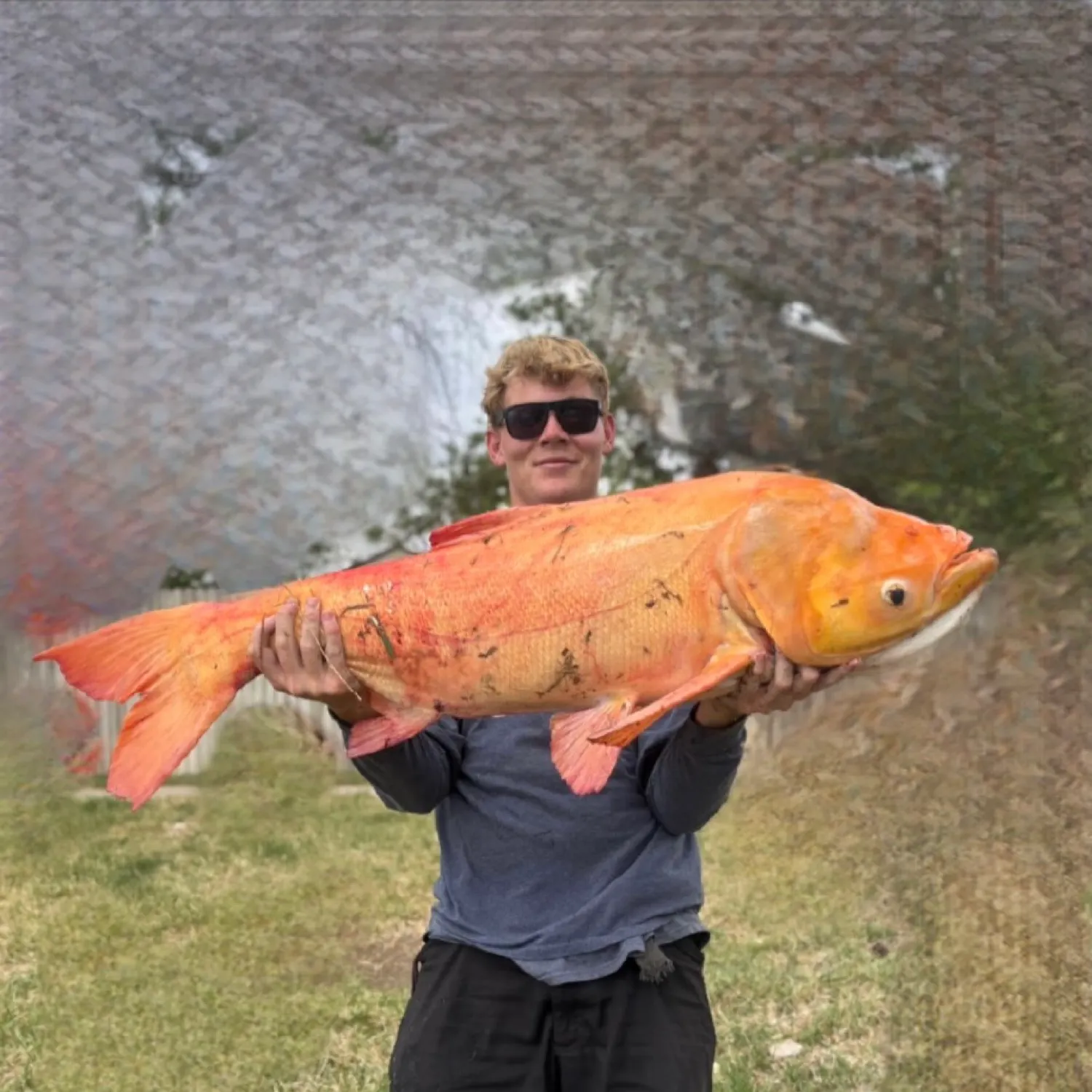 The most popular recent Bighead carp catch on Fishbrain