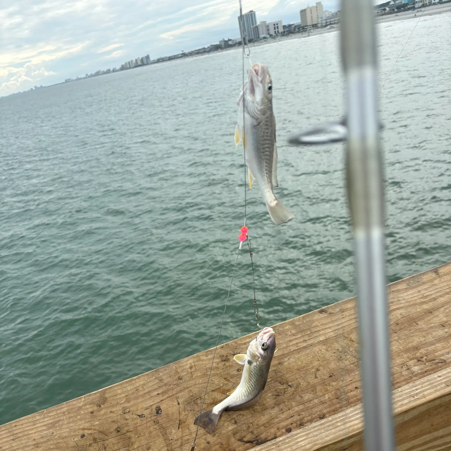 Spot croaker caught on Fishbrain