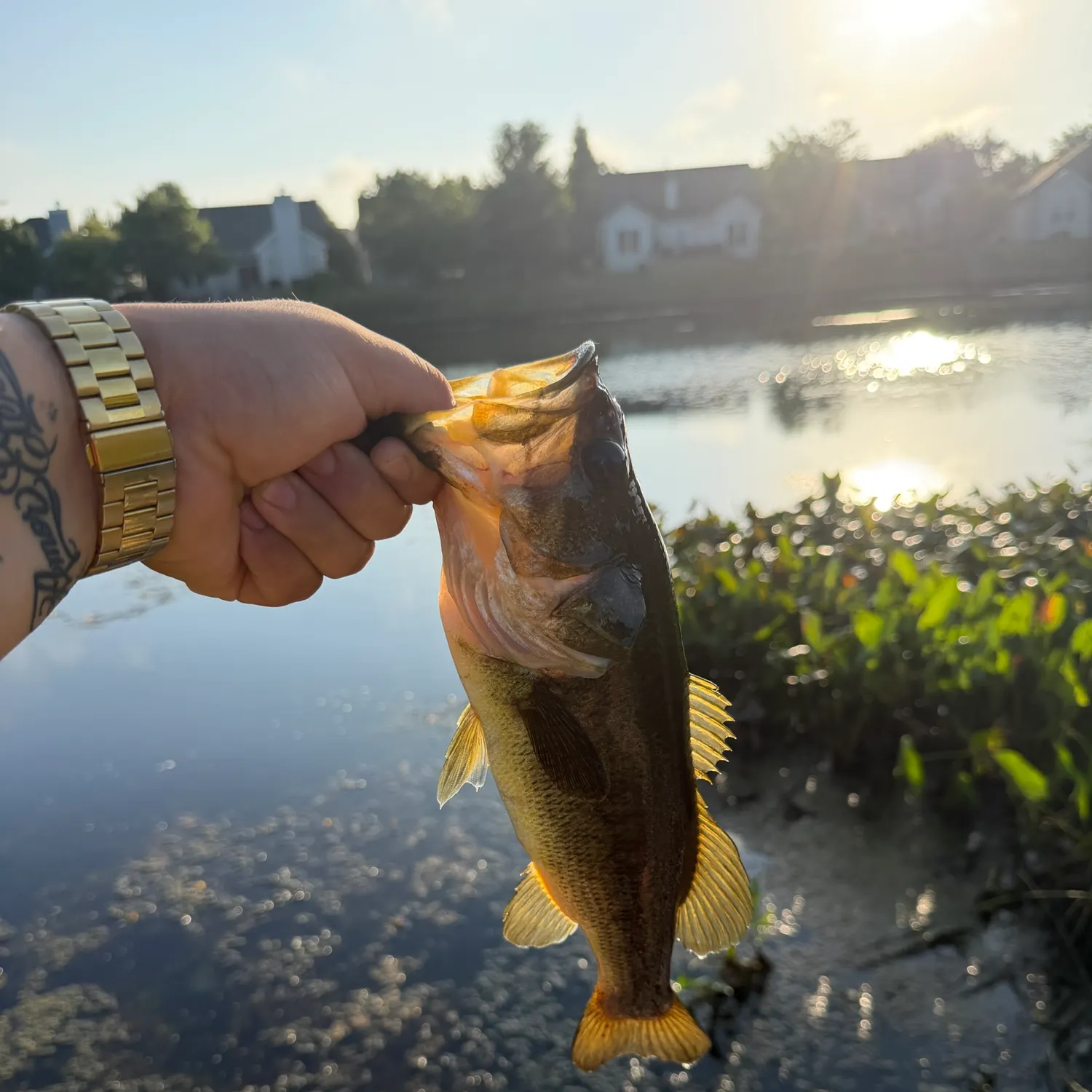 Largemouth bass caught on Fishbrain