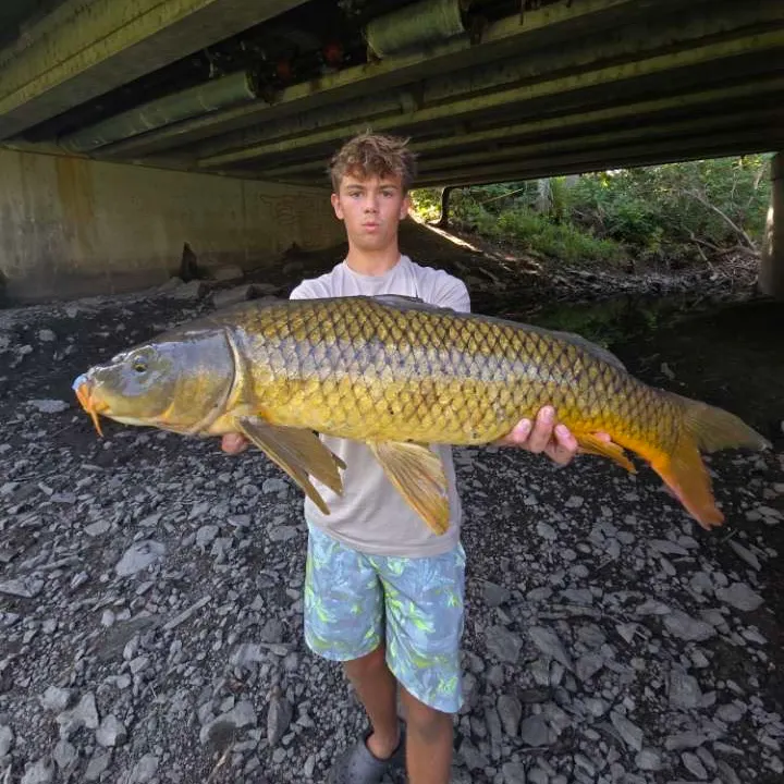 Common carp caught on Fishbrain