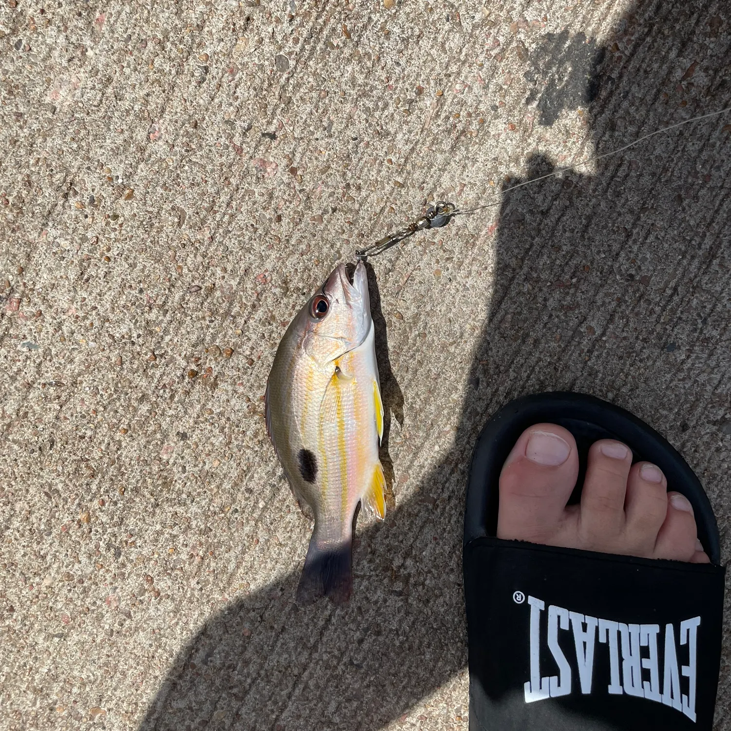 The most recent Moses perch catches on Fishbrain