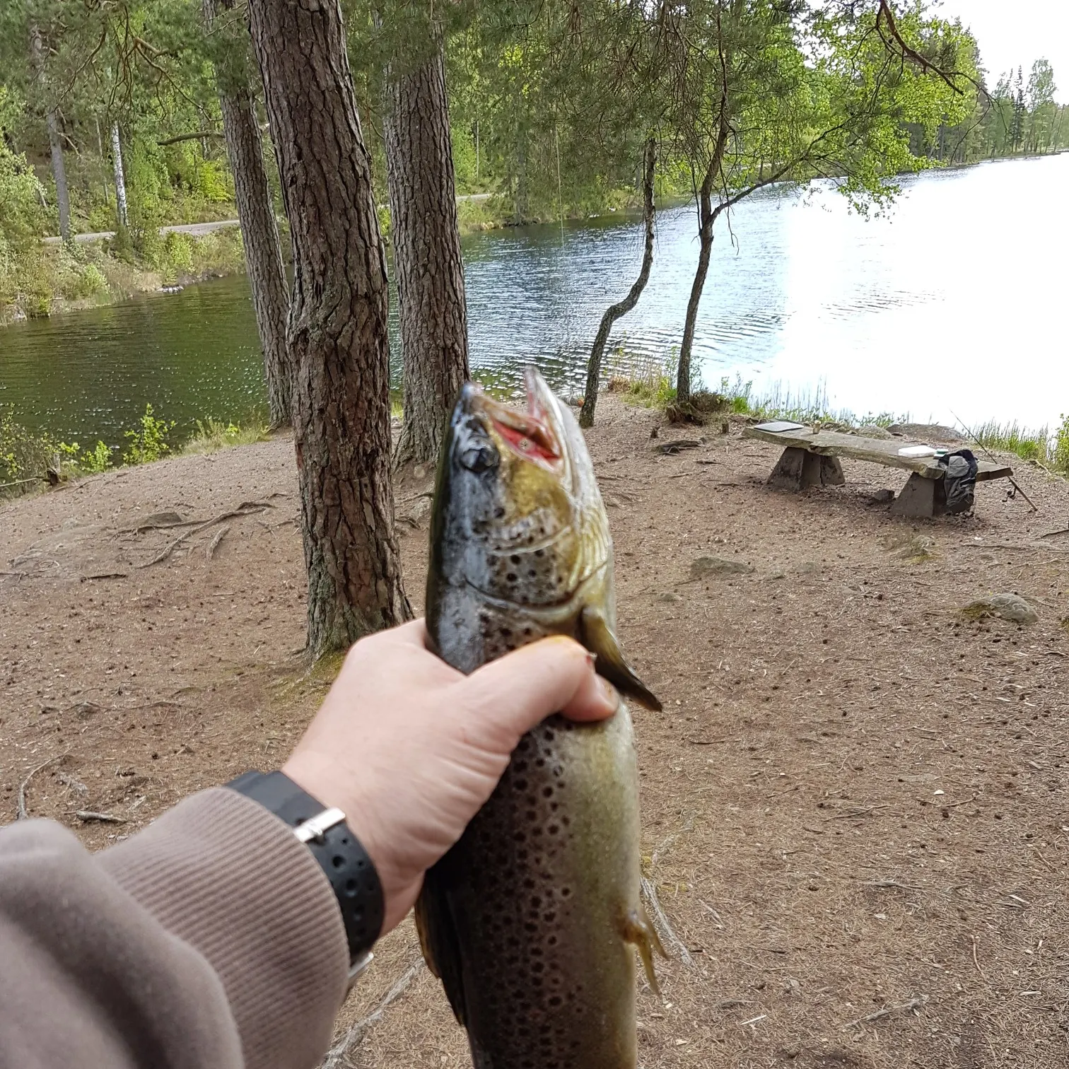 recently logged catches