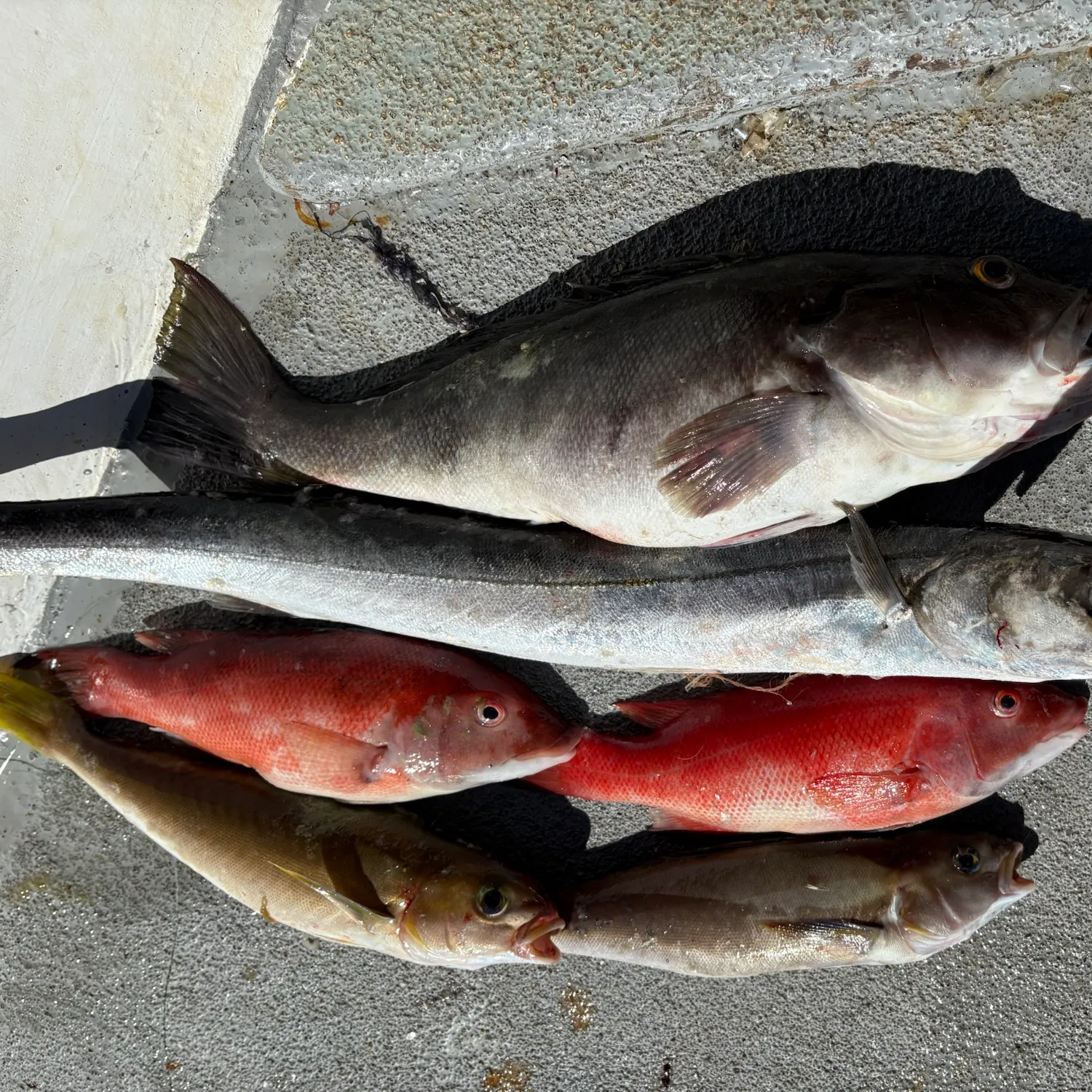 Pacific barracuda caught on Fishbrain